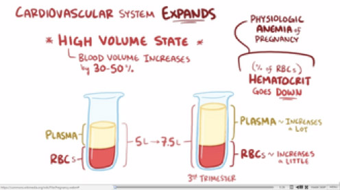 kardiyovasküler sistem